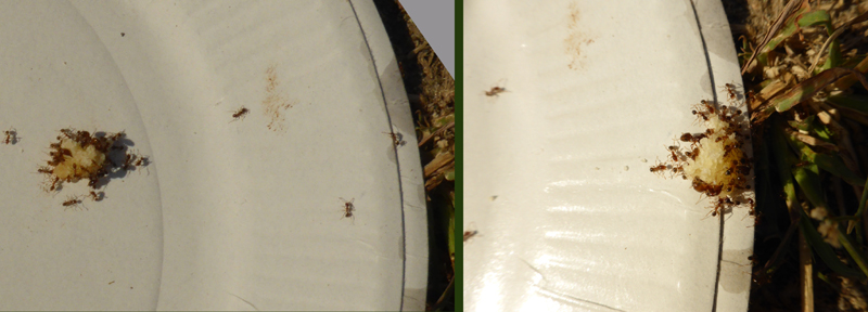a_i_f_20130804_095932_p1040135_pan