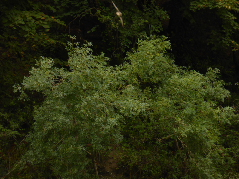 a_o_20130808_104732_p1040436