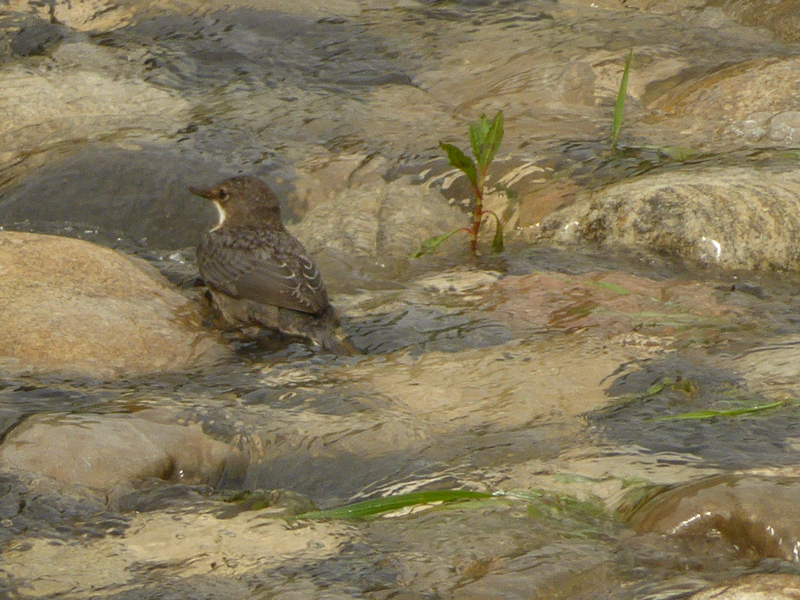 a_o_20130808_111714_p1040488