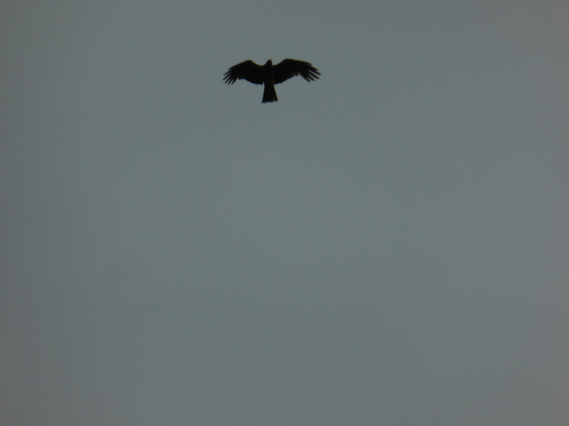 a_o_m_20130712_194550_p1010714