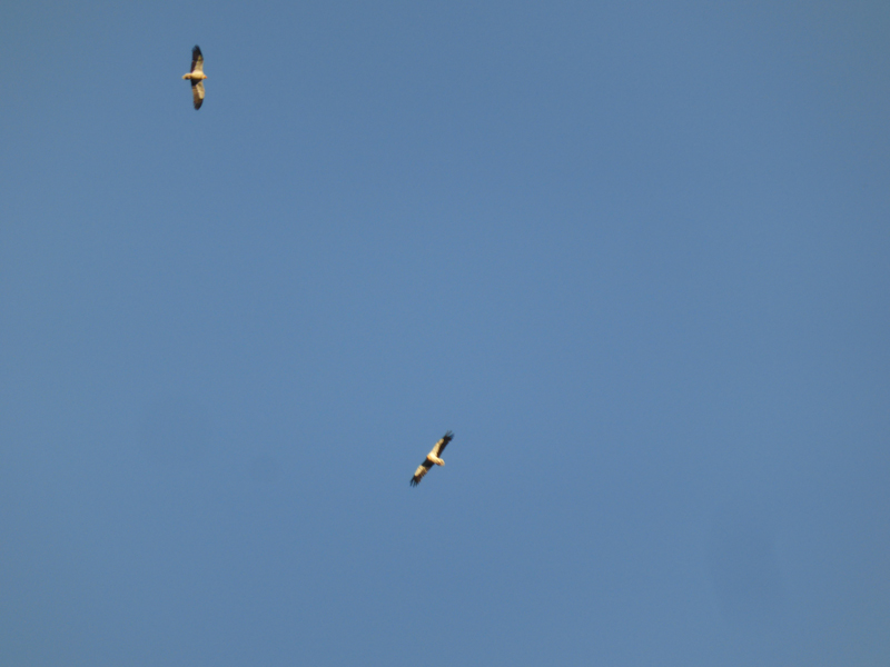 ao_20130809_073704_p1040580