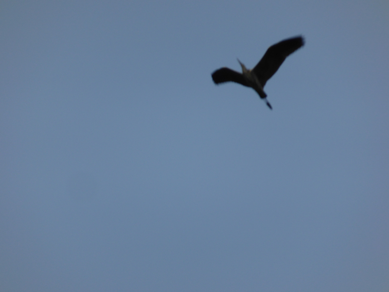 aoh_20130714_070532_p1010809