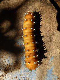 a_i_ch_20130809_105648_p1040654