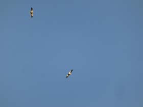 a_o_c_20130809_073704_p1040580