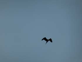 a_o_h_20130714_070520_p1010808