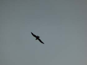 aom_20130712_194554_p1010715