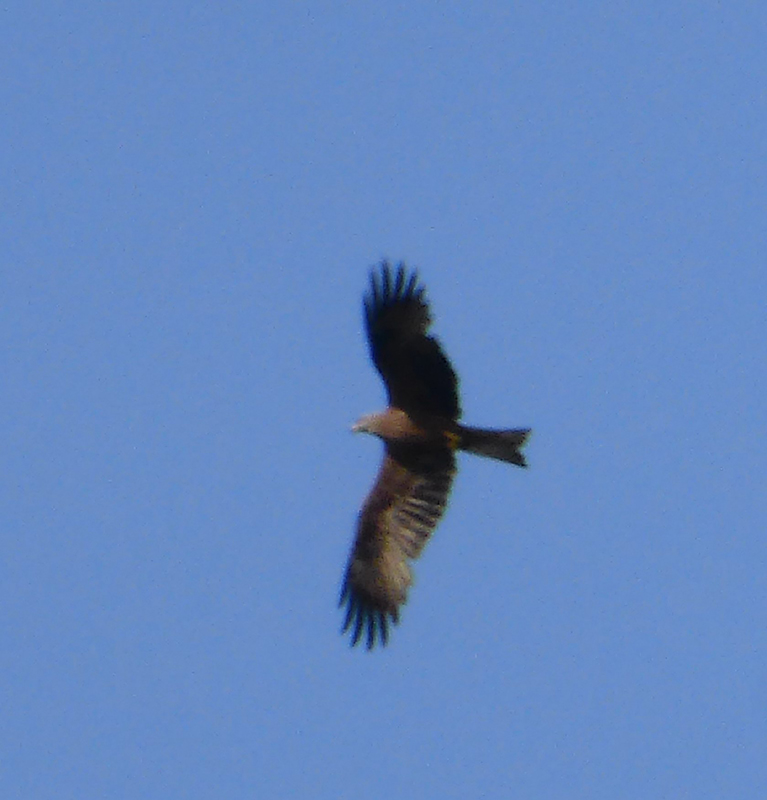 20190710_085126_mésange charbonnière