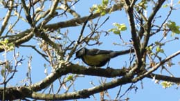 20190710_085126_mésange charbonnière