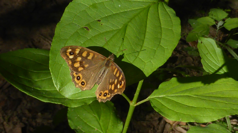 20230703_092428_papillon