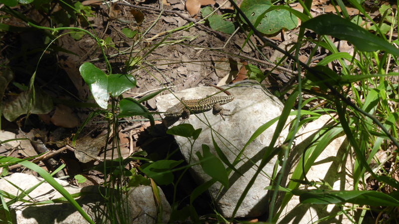 20230707_132810_lézard