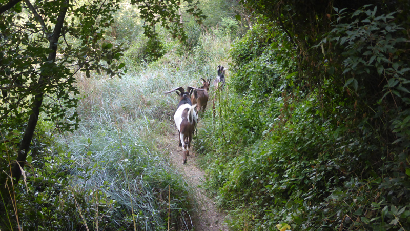 20230715_080000_chèvres