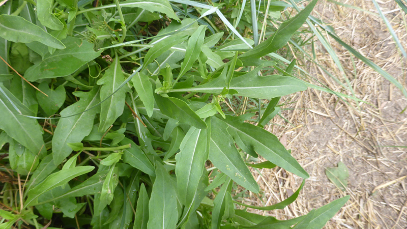 20230715_083136_roquette