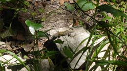 20230707_132810_lézard