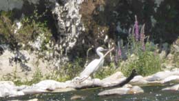 20230709_131736_aigrette