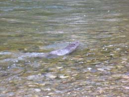 20230714_064512_castor