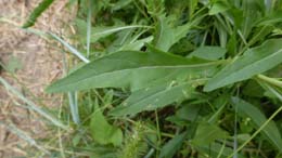 20230715_083202_roquette