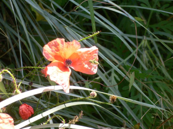 20070628_102918