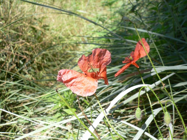 20070628_103456