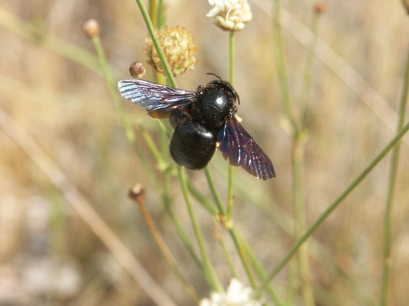 abeille_charpentiere_gorges_ardeche_10.08.09_225