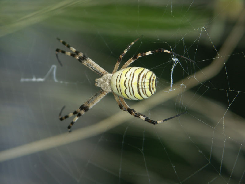 araignee_argiope_gorges_ardeche_12.08.09_017