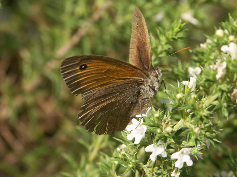 myrtil-male-gorges_ardeche_12.08.09_071