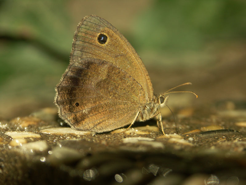 papillon_a_determiner__gorges_ardeche_12.08.09_084