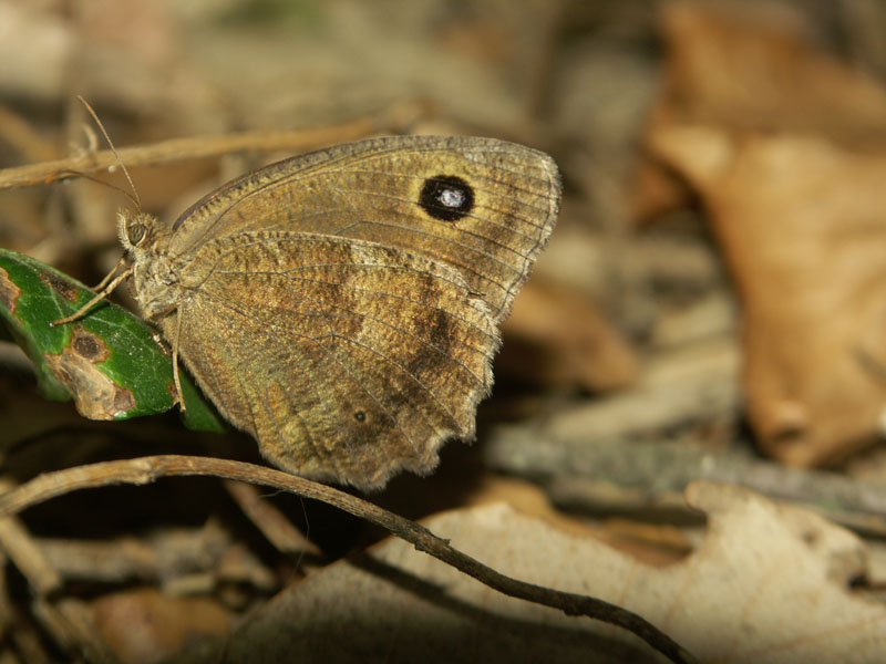 papillon_a_determiner_gorges_ardeche_10.08.09_262