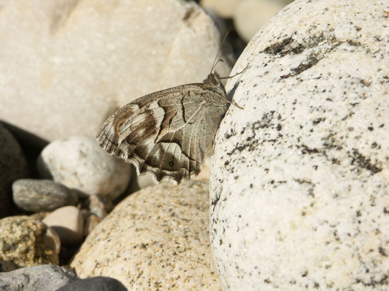 papillon_a_determiner_gorges_ardeche_10.08.09_322