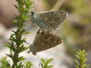 accouplement_azure_gorges_ardeche_10.08.09_021
