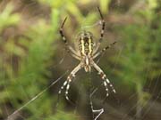 araignee_argiope_gorges_ardeche_12.08.09_002