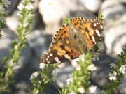 belle_dame-vanesse_du_chardon-ailes_ouvertes_gorges_arde