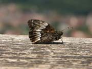 bollenberg_29.07.09_038