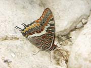 grand_pacha_a_deux_queues_gorges_ardeche_10.08.09_18