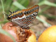 grand_pacha_a_deux_queues_sur_pomme_blete_gorges_ard