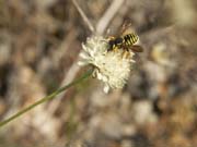 hymenoptere_a_determiner_gorges_ardeche_10.08.09_21