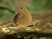 papillon_a_determiner__gorges_ardeche_12.08.09_084