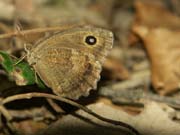 papillon_a_determiner_gorges_ardeche_10.08.09_262