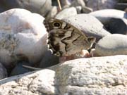 papillon_a_determiner_gorges_ardeche_10.08.09_296