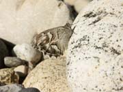 papillon_a_determiner_gorges_ardeche_10.08.09_322