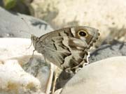 papillon_a_determiner_gorges_ardeche_10.08.09_371