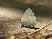 thecla_papillons_gorges_ardeche_12.08.09_064