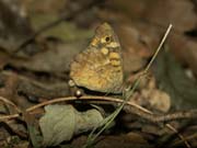 tircis-ailes_fermees-_gorges_ardeche_10.08.09_427