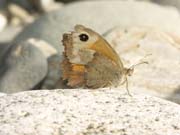vieux_myrtil-femelle-gorges_ardeche_12.08.09_075