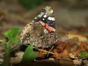 vulcain_ailes_fermees_gorges_ardeche_10.08.09_465