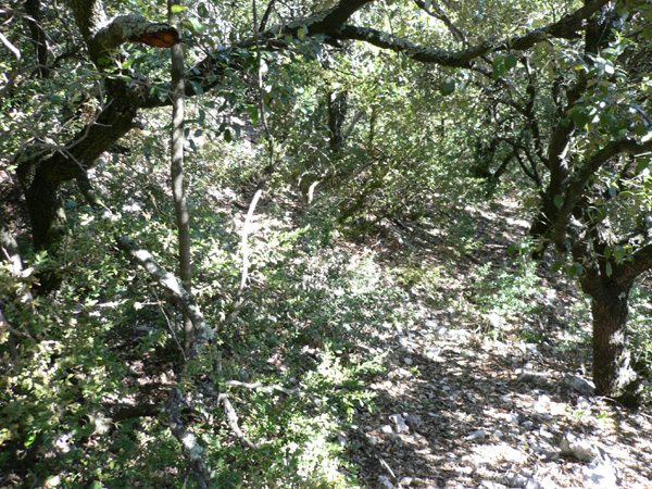 71_templiers_2005_218