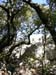 73_templiers_2005_216